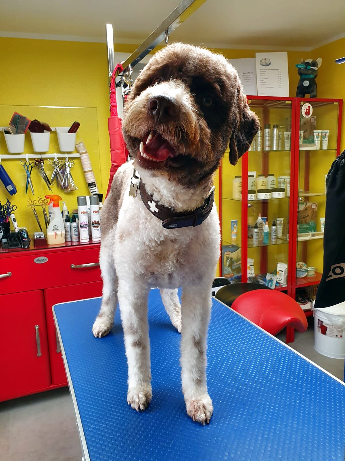 Lagotto Romagnolo nach dem Scheren