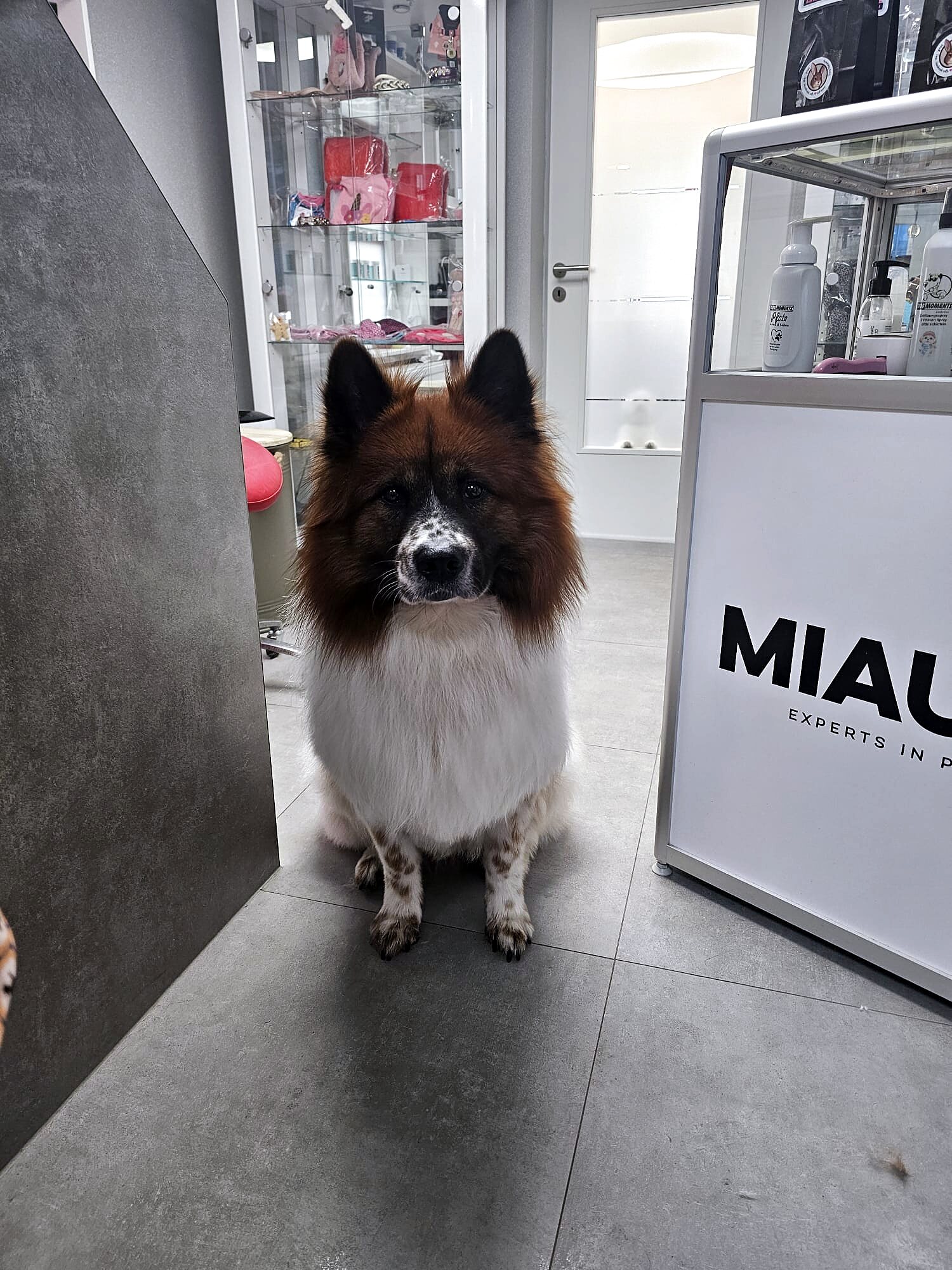 Rot-weißer Hund mit frisch gepflegtem, luftigem Fell im Salon