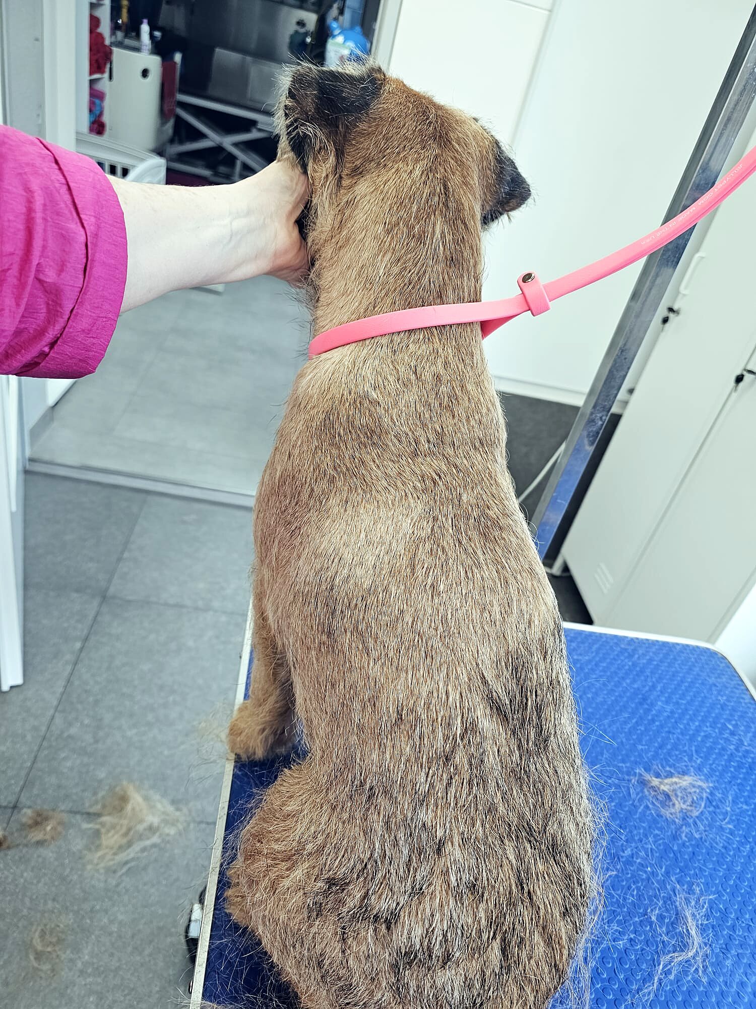 Drahthaariger Terrier nach dem Trimmen auf dem Pflegetisch